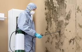 Why You Should Choose Our Mold Remediation Services in Aromas, CA